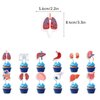 Human Anatomy Party Decorations Human Anatomy Body Part Birthday Decorations Includes Human Anatomy Happy Birthday Banner, Cake Topper, Cupcake Topper, Balloons