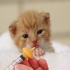 Xuanda Mini Pet Feeding Bottle and Syringes with Nipples for Small Cat Dog Animals (Model 4)
