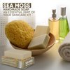 HERBOGANIC Sea Moss Handmade Soap - Natural, Moisturizing Soap Bar for Soft and Smooth Skin with a Spa-Like Experience Pack of 1 (100g)