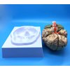 Learning Resources Human Brain Anatomical Model, Anatomically Accurate Brain Model Life Size Human Brain Anatomy for Science Classroom Study Display Teaching Model