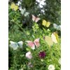 Talking Tables Fairy Party Decorations and Disposable Tableware for 16 Guests | Butterfly Bunting, Tablecloth, Cups, Plates and Napkins | for Kids Birthday, Mother's Day, Afternoon Tea, Baby Shower