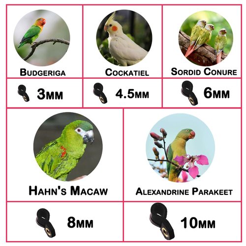 Parrot Bird Harness Leash Anti-bite Outdoor Flying Training Rope with 5pcs Different Sizes of Soft Foot Loops and Training Whistle(Upgraded Version of Ankle Ring)