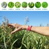 PARA'KITO Mosquito Insect & Bug Repellent Wristband - Waterproof, Outdoor Pest Repeller Bracelet w/Natural Essential Oils - Gold Edition Party Wristbands (Las Vegas)