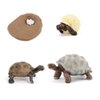 MODEBESO 4PCS Elephant Tortoise Animal Life Cycle,Insect Growth Cycle Model,Hand Painting Animal Figures,Educational Toy,Cake Toppers Christmas Birthday Gift for Kids Todllers (Elephant Tortoise(B))