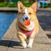 LOGOFUN 5pcs Squeaky Dog Ball Latex Rubber Squeaky Dog Toys Basketball Shape Dog Chew Toy for Small Middle Dogs Puppies