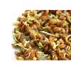 Food to Live Wheat Berries, 1 Pound – Sprouting for Wheatgrass, Kosher, Raw, Vegan, Bulk