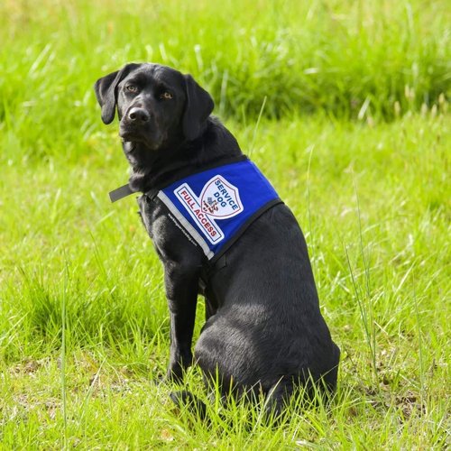 Complete Service Dog Vest with Exclusive Patch, ID Badge and Zipper Pocket (35" - 39" Girth (L), Blue) - Includes a complimentary 5 Pack of Service Dog Law Cards