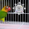 Toddmomy Bird Toys for Parakeets Colorful Parakeet Toys Wheel Interactive Pet Bird Rotating Toy for Cockatiel,Conure,Lovebirds（Transparent）