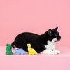 Fringe Studio Plush Cat Toy Set, Rawr-Some Crew, Mini 3 Piece Set, Pet Shop Collection (904036)