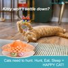 Caroline's Cats Automatic Butterfly Cat Toy – 2 in 1 Cat Toy Auto Shut Off & Catnip Ball Track; Recommended Cat Enrichment Toy