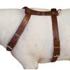Genuine Tooled Leather Dog Harness Medium. 22"-30" Chest, 3/4" Wide Straps, Boston Terrier