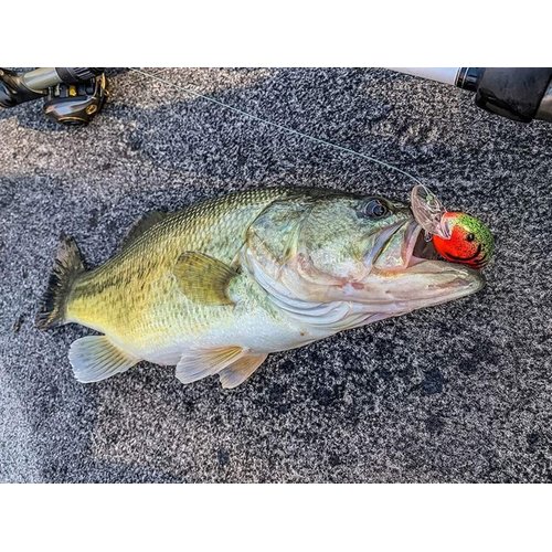 Bandit Lures Crankbait Series 100 200 & 300 Bass Fishing Lures, Tennessee Shad, Series 200 (Dives to 8') (BDT202)