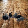 Mangdunt 6 Pack Simulation PVC Mouse Novelty Prop Halloween Decorations