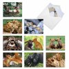 The Best Card Company - 10 Adorable Note Cards Blank (4 x 5.12 Inch) - Wildlife and Animal Cards, Assorted Boxed Kids Set - Animal Smackers M6594OCB
