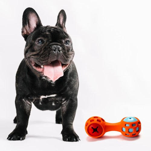 Perronauta Dog Toy Three in One