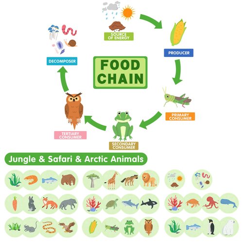 Creatoy Life Cycle Kit, Montessori Toys for Toddler Animal Learning, Food Chain & Food Web Science Education Toys, Science Kits for Kids Preschool Classroom Must Haves