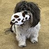 Glory To Dog Roly-Poly Cow Plush Dog Toy with Krinkle and Squeaker for Small and Toy Breed Dogs