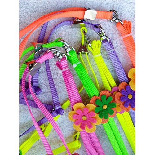 Hypeety Beauty Parrot Adjustable Bird Harness and Leash Anti-bite for Bird Parrot African Grey Cockatoo Macaw Ringneck for Medium Size Bird (1Pcs Random Color)