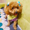 DORUI Dog Bows, Cute Hair Bowknot with Rubber Bands Handmade for Puppy Yorkie Grooming Hair Accessories & Varies Patterns Topknot Bows(70 pcs Upgrade Rubber Bands)