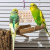Bird Chewable Keyboard Toy Wooden Parrot Chewing Toy Parrot Foraging Toy Bird Foraging Toy Parrot Biting Toy Bird Chewing Toy Bird Cage Accessories Bird Wooden Block Chewing Toy for Parrot