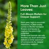 Fidus 7 in 1 Mullein Drops for Lungs- Echinacea | Oregano | Ginger | Elderberry | Marshmallow Root ｜Thyme Leaf - Lung Detox for Smokers, Respiratory & Immune Support- Vegan，Non-GMO，4 fl oz