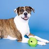Fringe Studio "Having A Ball Lime Rubber Dog Toy, Pet Shop Collection (518022)