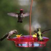 3-N-1 PLASTIC HUMMINGBIRD FEEDER