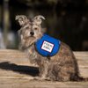 PTSD Dog Sew On Patch - Includes Five Service Dog Law Handout Cards – for Service Dog Vest or Harness