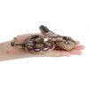 Fantarea Simulation Realistic Wild Life Python Snake Jungle Animal Action Figures Model Figurine Desktop Decoration Collection Party Supplies Cognitive Toys for Boys Girls Kid Toddlers