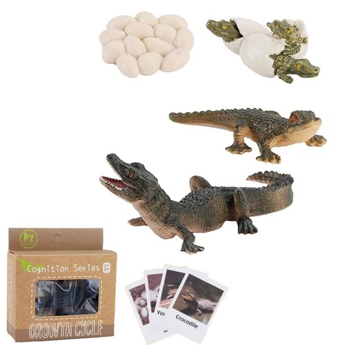 Generic Crocodile Growth Cycle, Alligator Life Cycle Model Set with 4 Instruction Cards, Realistic Plastic Crocodile Growth Life Biological Model, Early Education Animal Figures for Kids