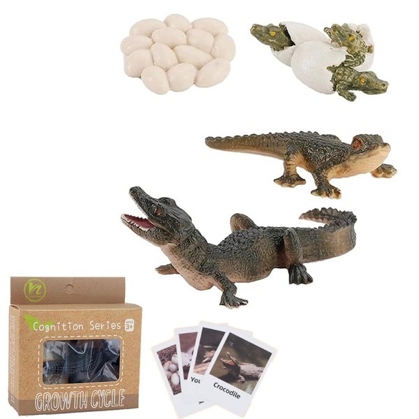 Generic Crocodile Growth Cycle, Alligator Life Cycle Model Set with 4 Instruction Cards, Realistic Plastic Crocodile Growth Life Biological Model, Early Education Animal Figures for Kids