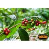 Yaucono Whole Bean Coffee in Bag, Medium Roast, Fresh From Puerto Rico, 2 Pound (Pack of 1)