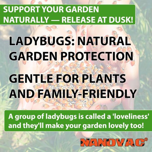 1500 Live Ladybugs for Garden - Natural Helpers for Plants (Hippodamia Convergens)