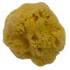 Awesome Aquatics Natural Sea Sponge 5-6" Amazing Natural Renewable Resource"Creating The in Home Perfect Bath and Shower Experience" Artist Sponge