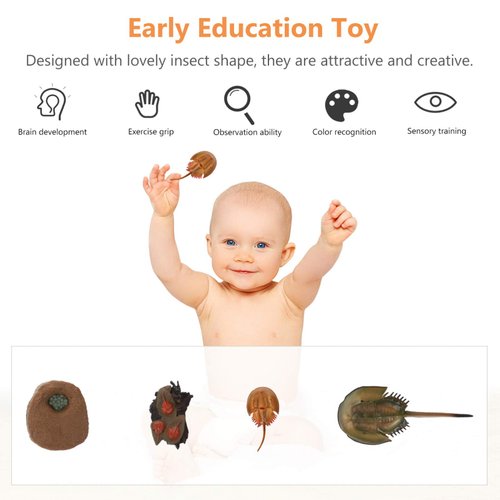 Zerodeko Horseshoe Crab Simulated Sea Life Animals Figurines Realistic Sea Creature Model Action Figure for Collection 1 Set