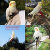 VANFAVORI Adjustable Bird Harness with 80 Inch Leash, Outdoor Flying Kit Training Rope for Bird Parrots Cockatiel S Size Weight 70-120 Grams, 2 Pieces