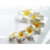 URTERYSER 10-Pack Hawaiian Flower Hair Clip Plumeria Foam Hair Accessories For Women Girls Wedding Party Decorations Hawaiian