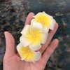 Hawaiian Hair Side Comb Beach Hair Clips Foam Plumeria Flower Hair Comb Hair Accessories Bridal Insert Comb Pearl Hair Comb for Summer Party Beach Travel Holiday(yellow)