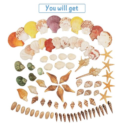 Seashells 13 Kinds of Shells 100 PCS Mixed Ocean Beach Colorful Seashells with Starfish Perfect for Home Decoration, Art Craft, Fish Tank and Vase Filler