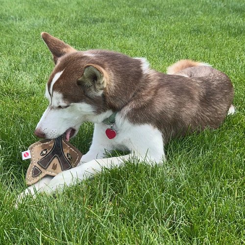 SPOT Dura-Fused Chunkies Fox - All Natural Leather and Felt Dog Toy - No Squeak, No Fluff, Durable, Extra Thick Dog Chew Toy for Aggressive Chewers, Great for Adult Dogs and Teething Puppies, 5in