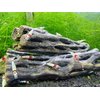 Natural Cholla Wood for Aquarium Decoration Shrimp and Fish Tank (6 Inch (3 Pack))