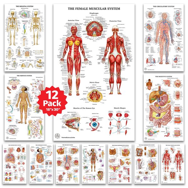 12 Human Anatomy Posters, Medical Posters, Circulatory, Skeletal, Male Female Muscular, Science Health Posters for Classroom, Office - Laminated 18x30