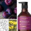 Theorie: Sage - Helichrysum & Plum - Nourishing Shampoo - For Dry & Over-Processed Hair - Protects Color & Keratin Treated Hair, 400ml (Label Design May Vary)