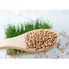 Food to Live Wheat Berries, 1 Pound – Sprouting for Wheatgrass, Kosher, Raw, Vegan, Bulk