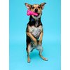 Hartz DuraPlay Bone Squeaky Latex Dog Toy for Medium Breeds, 3 Pack