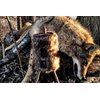MOJO Outdoors Critter Predator Hunting Decoy - Great for Coyote and Bobcat Hunting and as a Varmint Decoy, Tail Decoy, Rabbit Decoy, etc., Super Critter