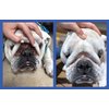 Squishface Wrinkle Paste - 2 Pack - Bulldog, French Bulldog, Pug, English Bulldog – Cleans Wrinkles, Tear Stain, Tail Pockets, and Paws – Anti-Itch Tear Stain Remover & Bulldog Wrinkle Cream, 2 Oz.