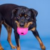 Fringe Studio "You're A Hoot HOT Pink Rubber Dog Toy, Pet Shop Collection (518045)