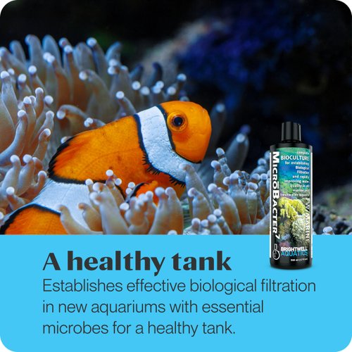 Brightwell Aquatics MicroBacter7 - Bacteria & Water Conditioner for Fish Tank or Aquarium, Populates Biological Filter Media for Saltwater and Freshwater Fish 250ml