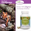 Perfect Supplements – Perfect Cordyceps – 90 Vegetable Capsules – Organic Adaptogenic Herbal Supplement – Increases Energy, Endurance & Strength